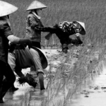 Mô hình kinh tế của các quốc gia Đông Nam Á (P.4): Những người nắm giữ đất đai