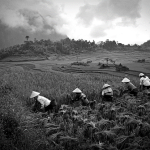 Tại sao nền nông nghiệp Việt Nam kém phát triển?