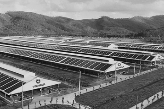 Cổ phiếu tiêu biểu năm 2021: Cổ phiếu VNM sụt giảm dưới áp lực tăng giá sữa nguyên liệu